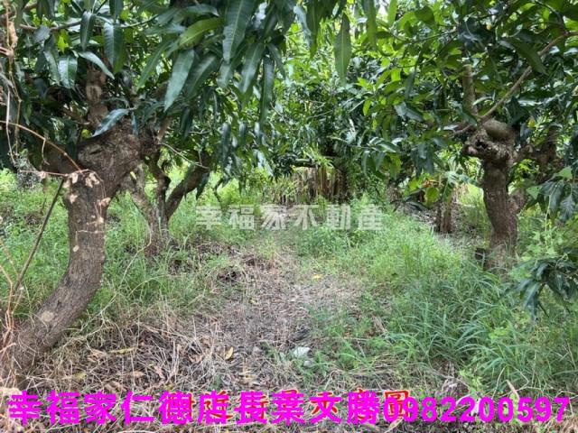 台南新化農地-8