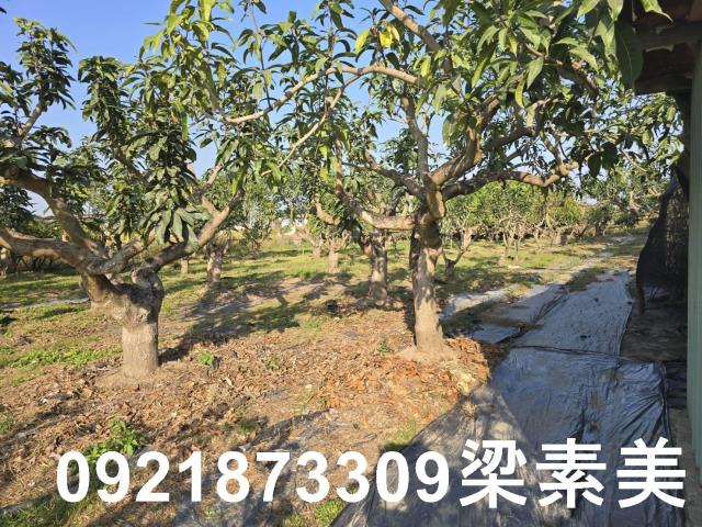 善化農地-0