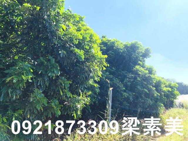 楠西農地-9