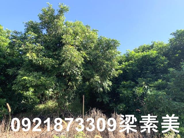 楠西農地-10