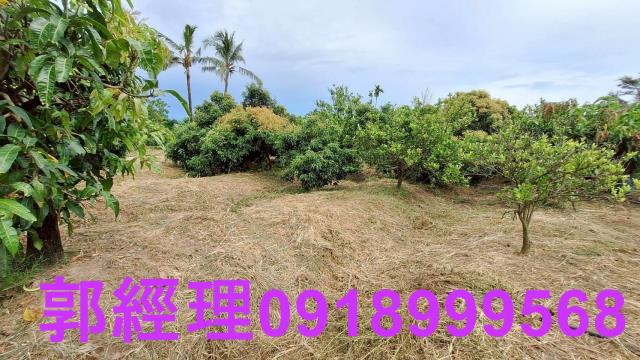官田農地-1
