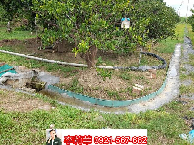 麻豆農地-11