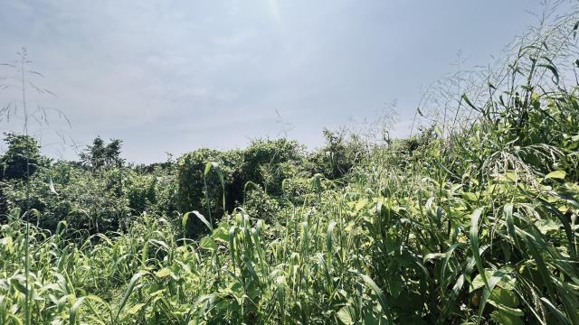 高雄燕巢農地-3