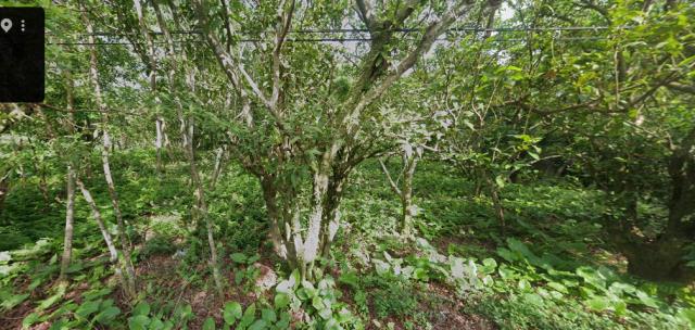 宜蘭縣員山鄉枕山八路法拍農舍地