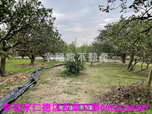 麻豆農地-10