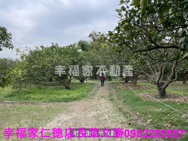 麻豆農地-11