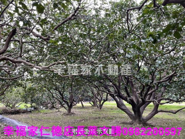 麻豆農地-14
