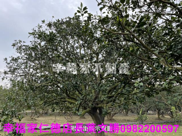 麻豆農地-4