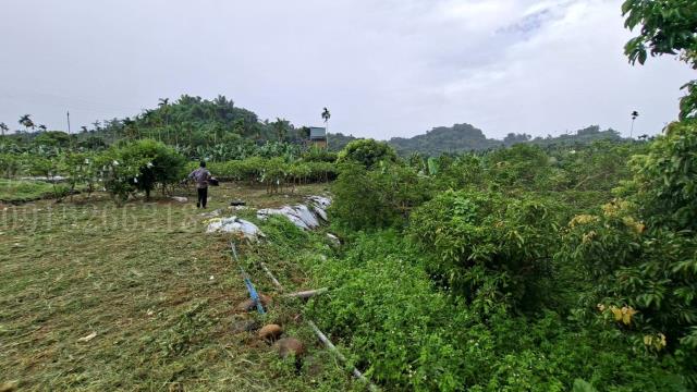 嘉義梅山農地-3