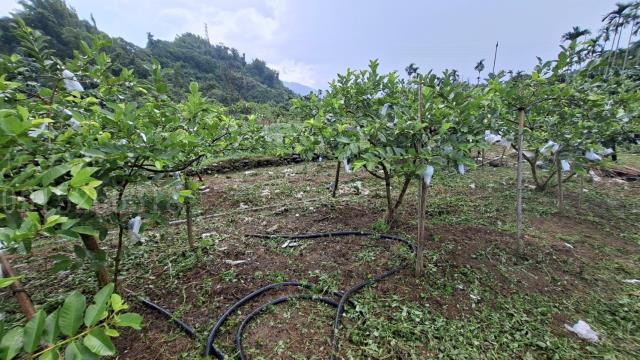 嘉義梅山農地-6