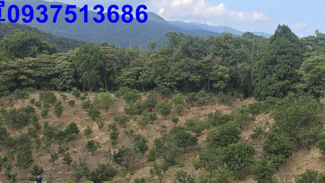 礁溪農地-12
