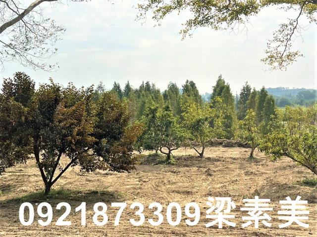 台南農地-6